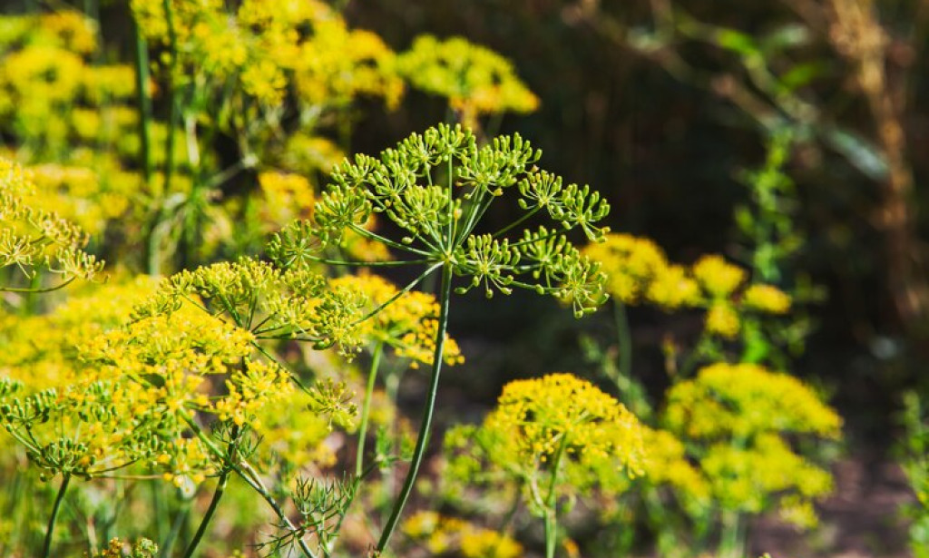 The Versatile Applications of Asafetida in Various Industries