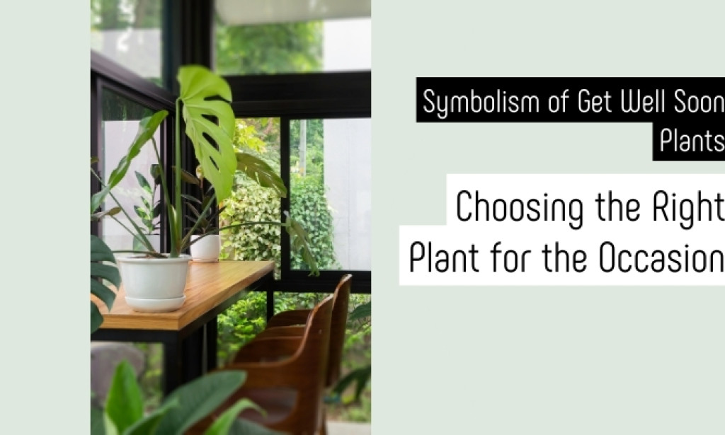 Symbolism of Get Well Soon Plants: Choosing the Right Plant for the Occasion