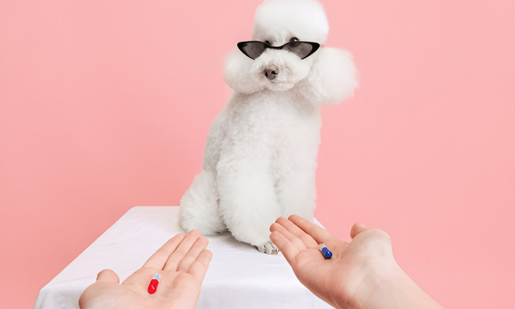 Can Ivermectin Be Used for Pets? Human vs Veterinary Use Explained