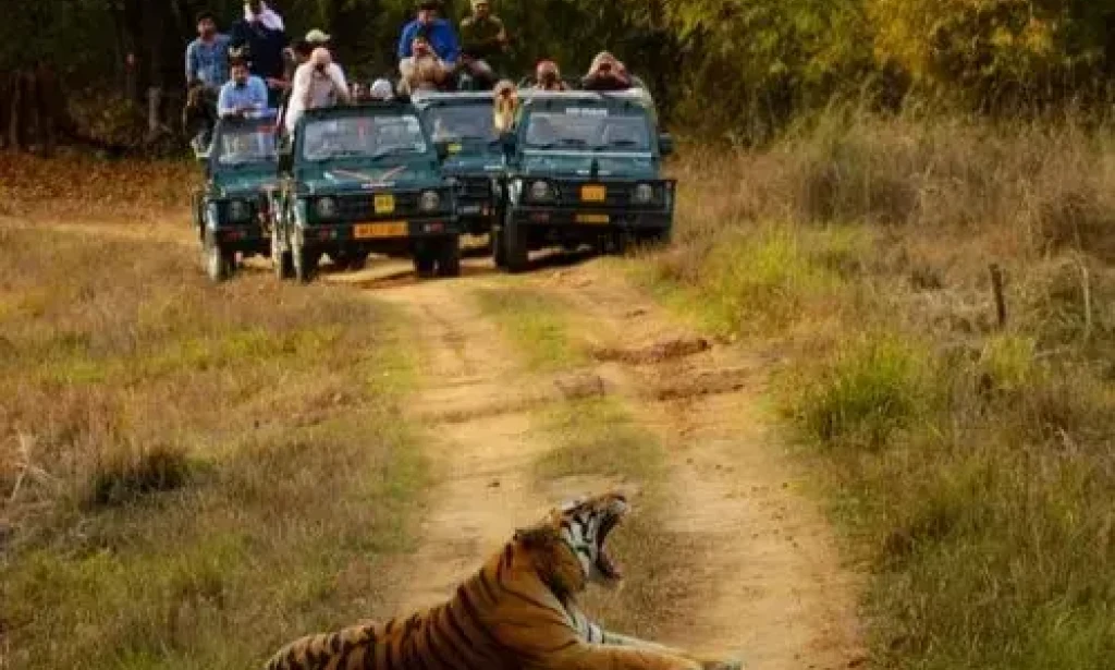 Why Kanha National Park Was the Wild Reset I Didn’t Know I Needed