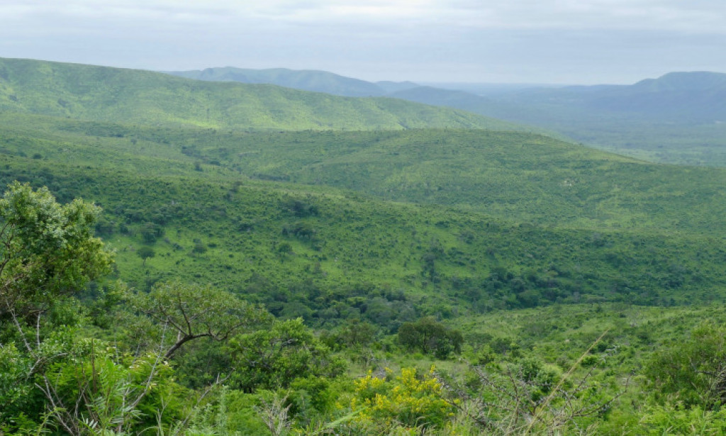 When Is Summer in South Africa? Discover Zululand’s Wild Beauty with African Travel