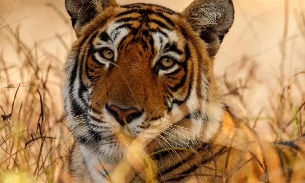 Why Kanha National Park Was the Wild Reset I Didn’t Know I Needed